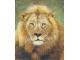 Obraz - Lev